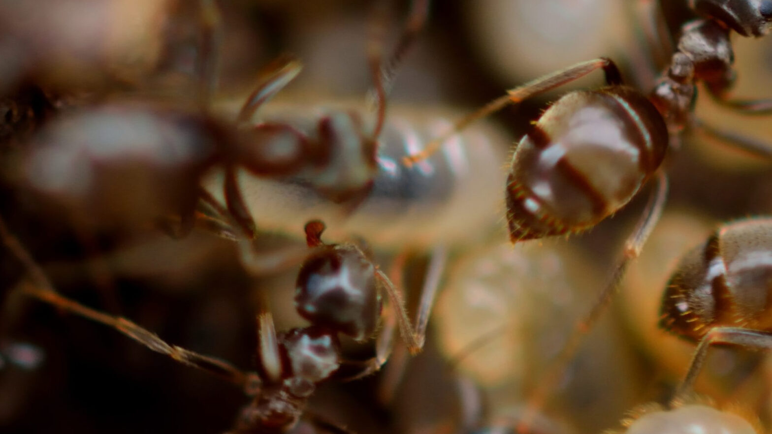 Termites in the Coachella Valley – Rudy's Termite & Pest Control