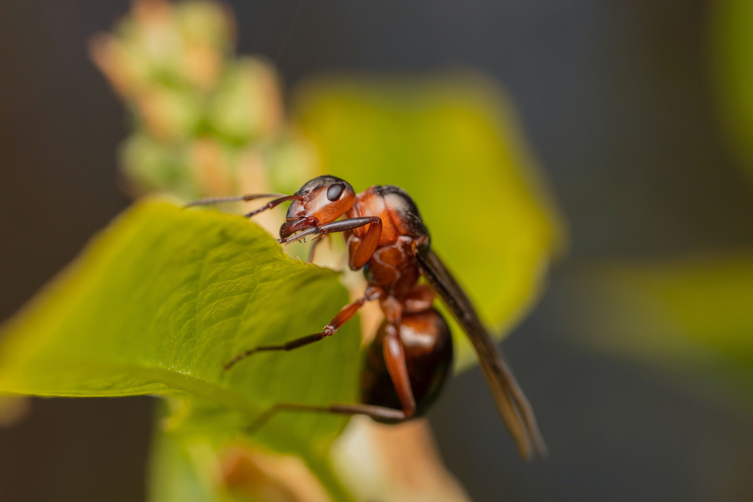 Weevil Exterminator – Rudy's Termite & Pest Control